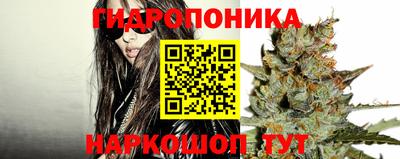 индика Кингисепп