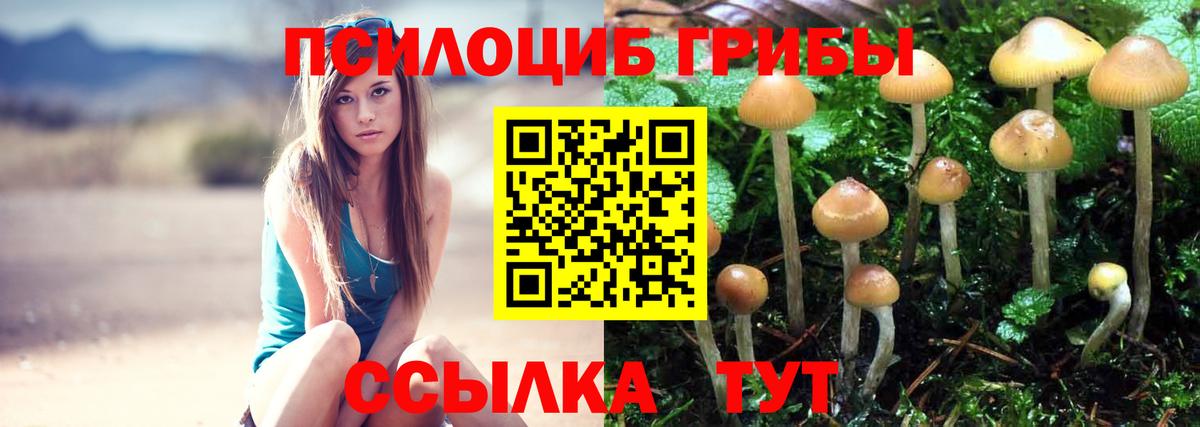 Ярцево  Псилоцибиновые грибы Cubensis  Вход с VPN 